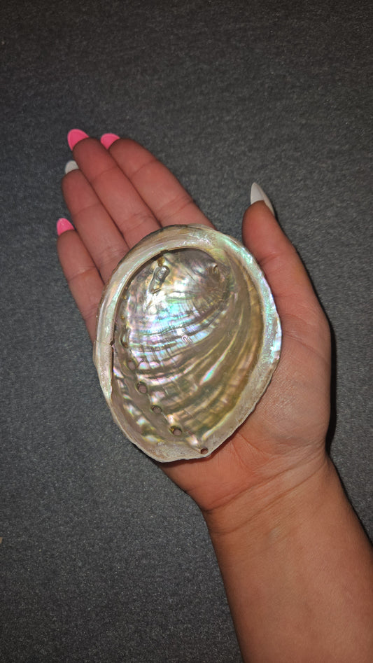 Abalone Shell